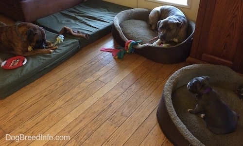 A brown brindle with white Boxer is laying on an orthopedic bed. A brindle with white Pit Bull Terrier and a black with white American Bully puppy are laying in dog beds