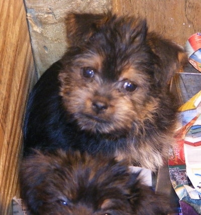 Top down view of a black with brown Affenshire puppy laying in the corner of a wooden box and it is looking up. The dog looks like an Ewok with small fold over ears, round dark eyes, and a small nose with black lips