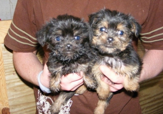 Two fuzzy Affenshire puppies are being held against the chest and in the air by a person in a brown shirt. The dog's look like little monkeys