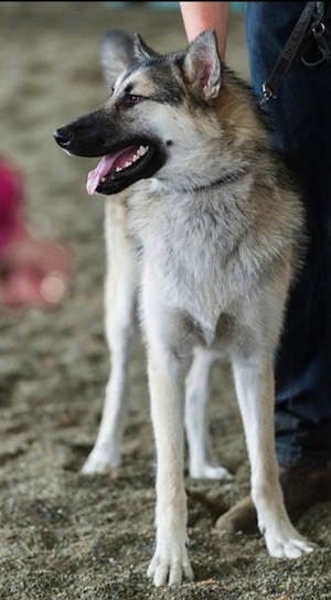 View from the front - A black with tan and white Alaskan Shepherd is standing in dirt and there is a person next to it petting its back. Its head is turned to the left and its mouth is open.