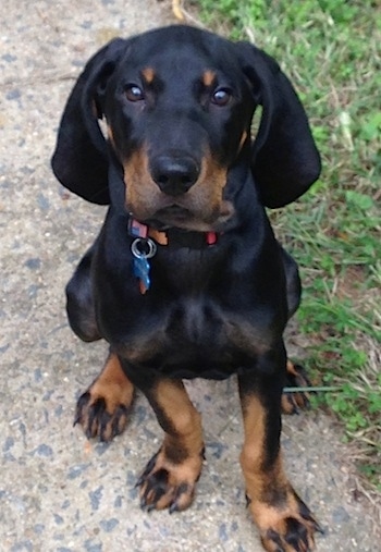 Nash the Black and Tan Coonhound puppy sitting on a sidewalk looking at the camera holder