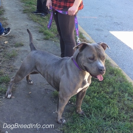 An alert blue-nose American Pit Bull Terrier is standing on a sidewalk and looking to the right.