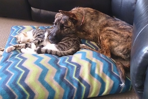 The left side of a brindle American Bulldog Shepherd people that has its head laying on a cat and they both are on a pillow