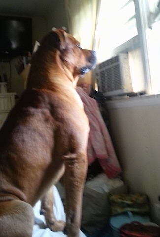 The right side of a red with white American Bullweiler that is sitting on a bed and it is looking out of a window.