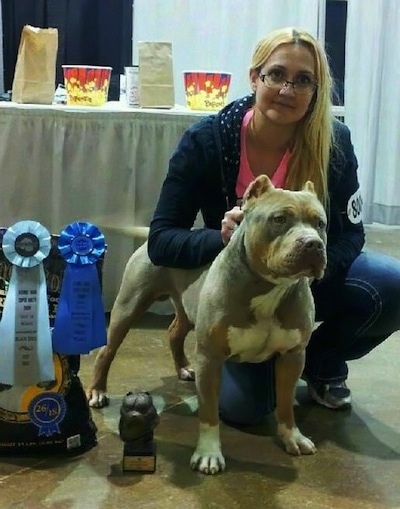 The front right side of a gray with white American Bully that is standing next to its owner and ribbons.