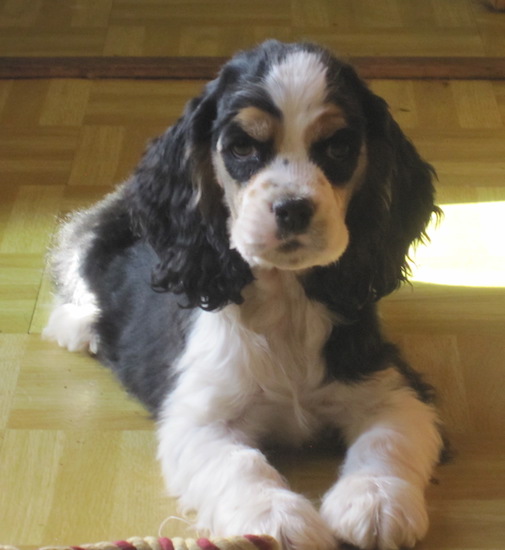 The front right side of a white with black and tan American Cocker Spaniel puppy that is laying on a tiled floor. There is a rope toy in front of it.