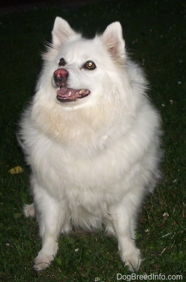 A white American Eskimo is sitting on grass with its mouth open. It is looking up and to the left.