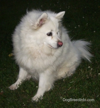 The front left side of a white American Eskimo dog that is sitting across grass, it is looking to the right