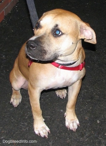 The front right side of a red American Staffordshire Terrier puppy that is sitting on a blacktop and it is looking to the left.