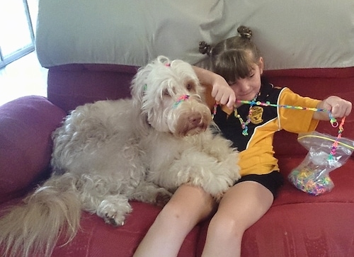 A white Australian Cobberdog is laying across the lap of a little girl. They are sitting on a couch.
