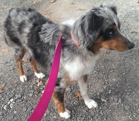 The front right side of a blue-eyed Australian Shepherd that is standing across a gravely surface and it is looking to the right.