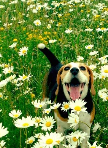 Koko the Beagle in a field of daisy flowers with its mouth open