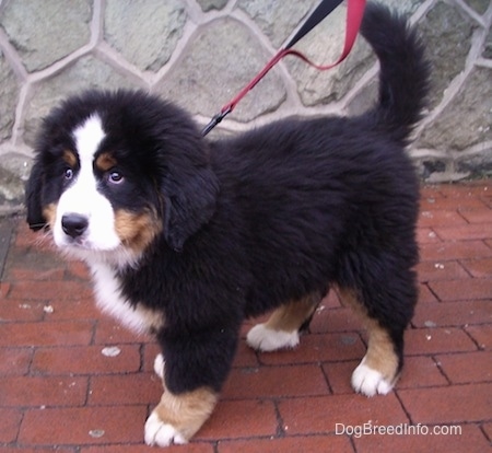 Marley the Bernese Mountain Dog puppy standing on a brick floor in front of a stone wall