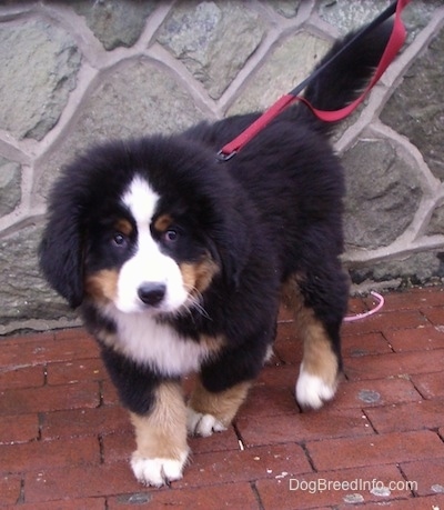 Marley the Bernese Mountain Dog puppy walking towards the camera holder