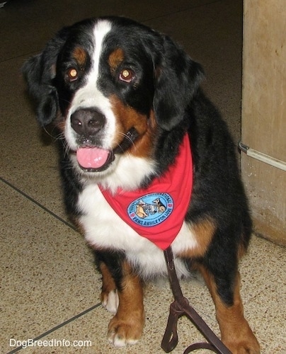 Darla the Bernese Mountain Dog wearing a red bandana with a patch that says 'therapy dog international, paws awhile for love' sitting on a tiled floor with its head down and leaning to the side
