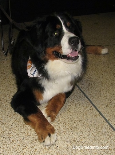 Harvey the Bernese Mountain Dog wearing a bandana laying on a spotted tile floor with his mouth open