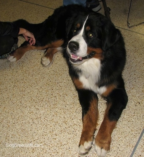 Harvey the Bernese Mountain Dog laying on a tiled floor with his mouth open and a persons hand at its leg