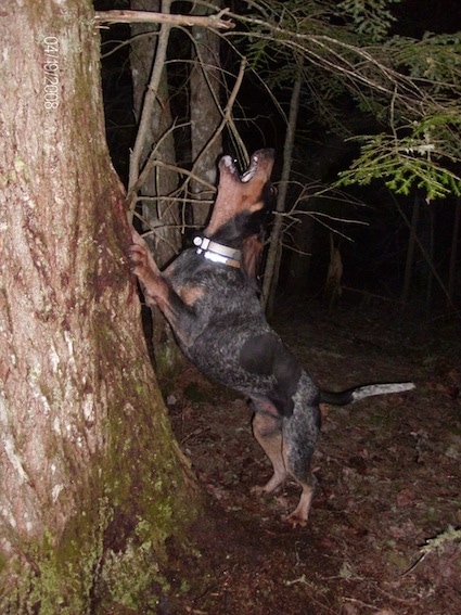 Clements Blue Prancer the Bluetick Coonhound jumping up against a tree and barking