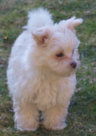 A tan and white Bolo-chi puppy is standing outside in a yard and it is looking to the right.