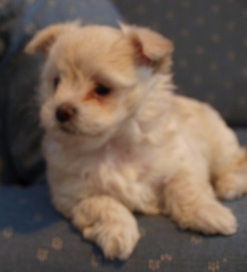 Close up - A tan and white Bolo-chi puppy is laying on a couch and it is leaning on the arm of the couch