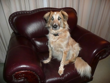 The front left side of a brown and white Border Heeler that is sitting across a red leather arm chair and it is looking forward.