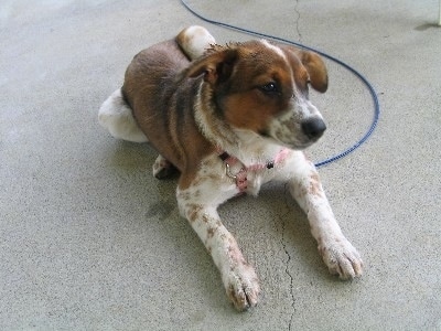 The front right side of a white with brown and black Border Heeler that is laying on a concrete top and it is looking to the right.