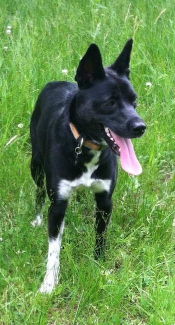 Mobitz the Boston Cattle Dog standing on grass with its mouth open and tongue out