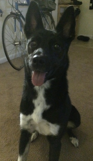 Close up - A black with white Boston Cattle Dog is sitting on a carpet with its mouth open and tongue out.