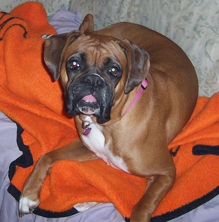 Close up -Bindi the Boxer laying on a couch cuddled with an orange blanket with her tongue out