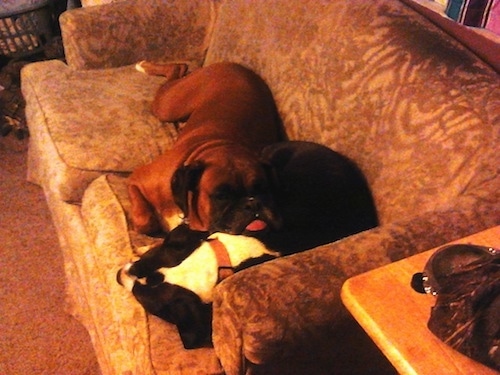 Bindi the Boxer dog laying on a couch with her tongue sticking out on top of another dog
