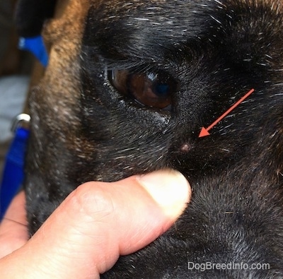 Close Up - Another lump on Bruno's face. This time under his eye