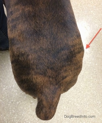 Bruno the Boxer's Mast Cell Tumor Ordeal Continues