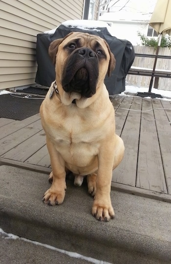 Higgins the Bullmastiff sitting on the back deck at the top of stairs looking at the camera holder with a covered grill in the background