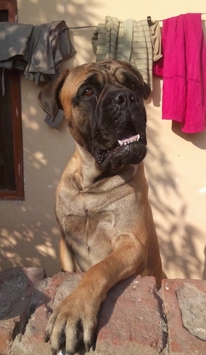 Rambo the Bullmastiff jumped up with one paw on a brick wall in front of a house and clothes line