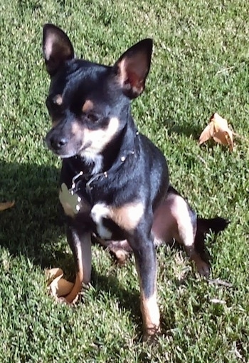 Max the black and tan Chihuahua is sitting outside in a field. There is a leaf behind him