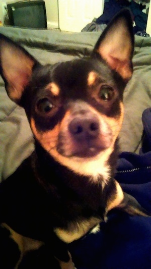 Close Up - Max the black and tan Chihuahua is sitting on a bed and looking at the camera