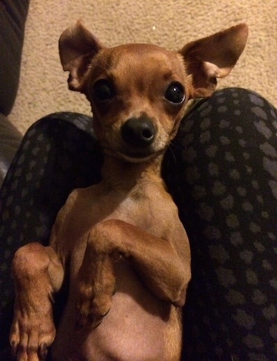 Close Up - Louis Valentino the Chihuahua is laying on its back in the lap of a person looking up