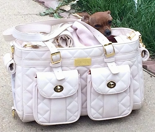 Louis Valentino the Chihuahua is in a white leather purse that is on the sidewalk