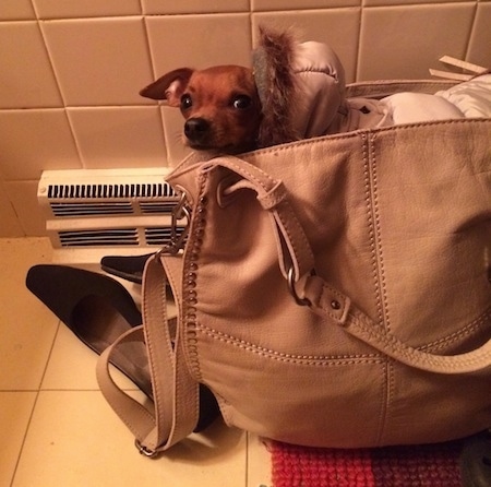 Louis Valentino the Chihuahua is in a bathroom inside of a tan leather purse wearing a hoody coat and looking at the camera holder