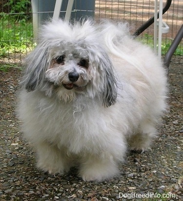 Timbit the gray fluffy dog is standing in a yard and there is a fence behind him. Timbits mouth is open and he looks happy