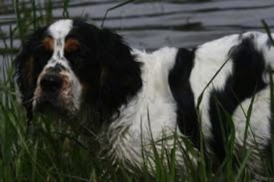 Close Up - Sophia the Cluminger Spaniel is outside in tall grass and looking at the camera holder in front of a building