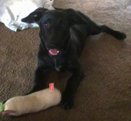 Bella the black Dachsador is laying on a tan carpet with a plush toy in between its paws