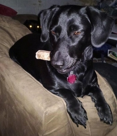 Bitsy the Dachsador is laying on the arm of a couch with a bone in its mouth. THere is another animal leering with glowing yellow eyes in the background