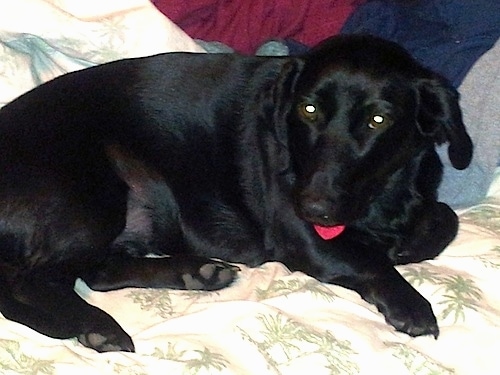 Bitsy the Dachsador is laying on a bed in front of a pillow