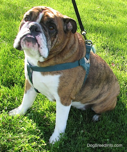 Gus the English Bullldog wearing a green harness that is connected to a black leash sitting outside and looking at the camera holder