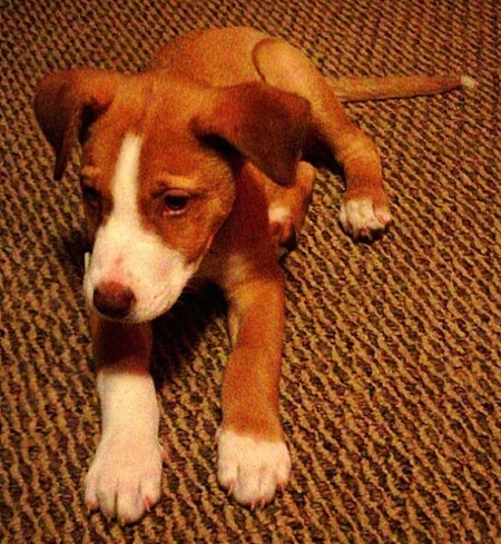 A small red and white puppy is laying on a brown carpet and looking forward. The dog has white on the tips of his paws and tail and whtie on his snout with a brown body.
