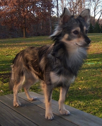 Lumpkin the long-haired, black and tan Eskimo Chi is standing on a wooden picnic table.