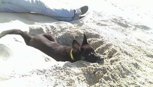 A black with tan Gerberian Shepsky puppy is laying in a hole in the sand. There is a person sitting in the sand behind the it.