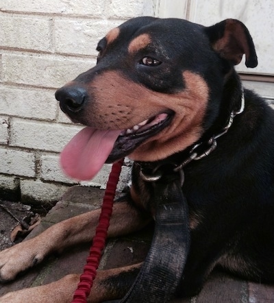 Close Up - A panting black and tan Jagdterrier is wearing a thick chain link collar laying on a brick step in front of a door of a white brick house.