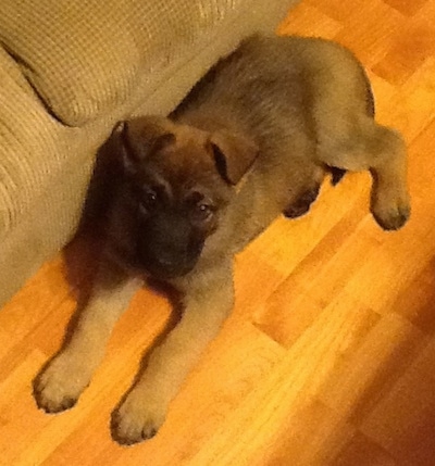 View from the top looking down - A tan with black German Shepherd/Belgian Malinois mix is laying on a hardwood floor next to a tan couch.